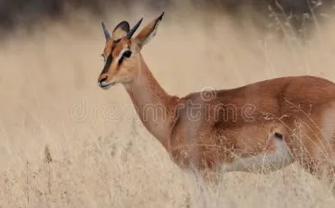 Quiz Animaux