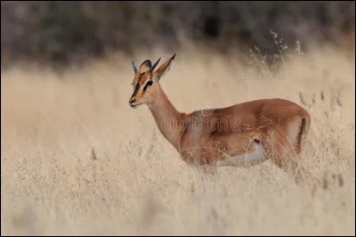 Quel est cet animal ?