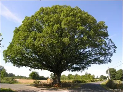 Cet arbre est un...