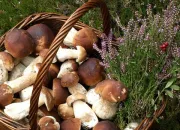 Quiz Les derniers champignons d'octobre !