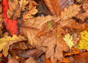 Quiz Les feuilles mortes se ramassent  la pelle - 2