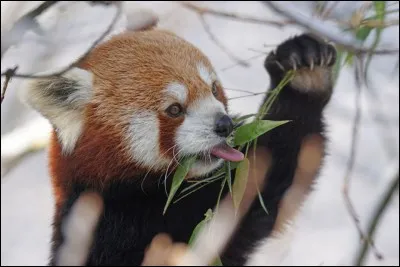 Quel est cet animal ?