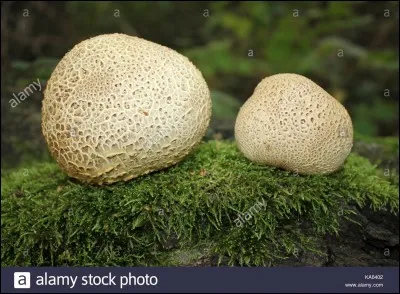 Vous croiserez sûrement ce champignon en vous promenant. Est-il comestible ?