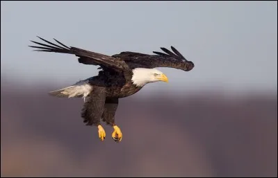 Quel est cet animal ?