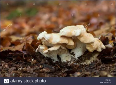 Quel est ce champignon ?