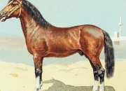 Quiz Les particularits de la robe du cheval