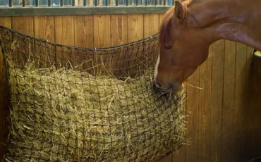 Quiz Chevaux