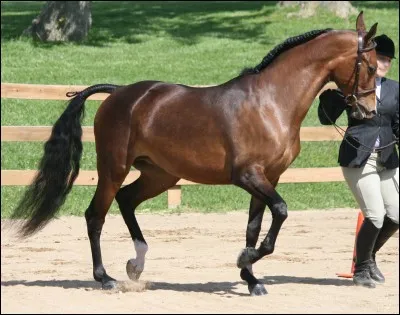 Environ combien de races de chevaux existe-t-il ?