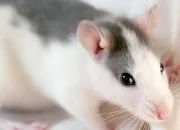 Quiz Connaissez-vous bien nos amis les rats ?