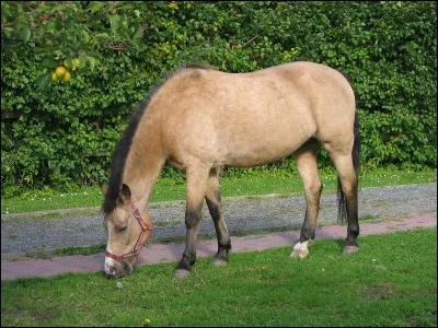 De quelle robe est ce cheval ?