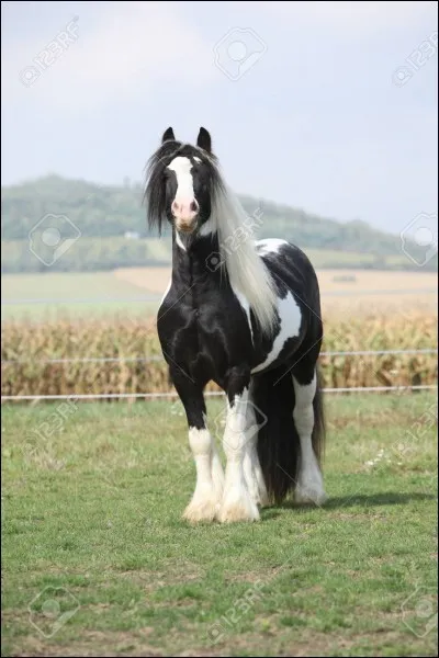 Combien d'allures a le cheval ?