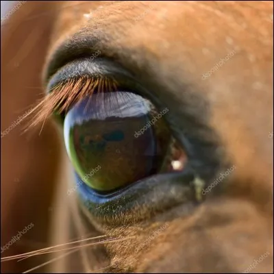 Le creux situé au dessus de l'&oelig;il du cheval se nomme...