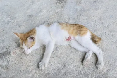 Tu vois un chat domestique blessé sur ton territoire. Que fais-tu ?