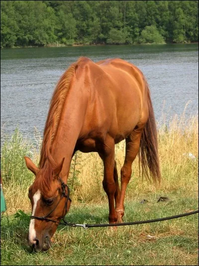 Quelle est la robe de ce cheval ?