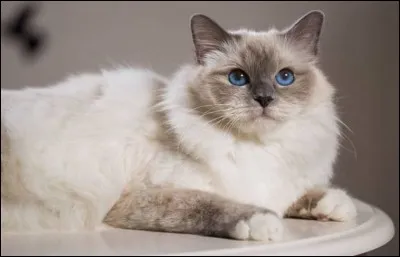 Le chat écarquille les yeux quand il est :