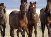 Test Quelle race de cheval es-tu ?