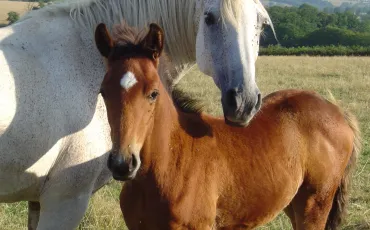 Quiz Chevaux