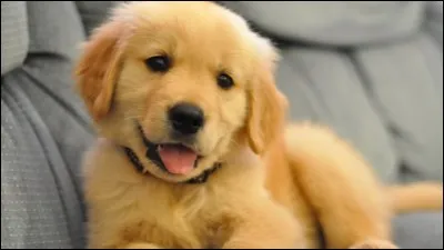 Quelle est la race de ce chien avec des yeux bleus perçants ?