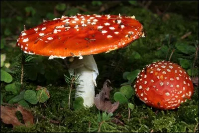 Allons-nous commencer notre cueillette de bonne humeur avec ces champignons ?