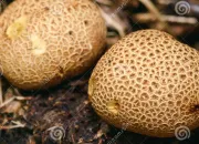 Quiz Champignons toxiques ou comestibles