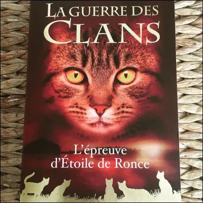 Quel est le prénom du chat domestique en plus de Rusty, Étoile de feu et Nuage de feu ?