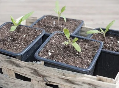 Comment appelle-t-on une très jeune plante ?