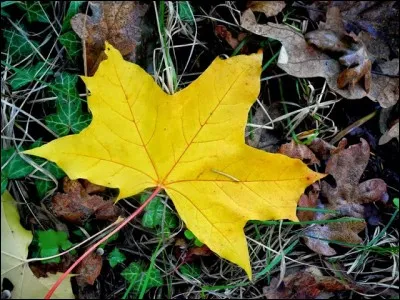 De quelle charmante chanson enfantine est tirée la phrase « La feuille d'automne, emportée par le vent, en ronde monotone, tombant tourbillonnant » ?