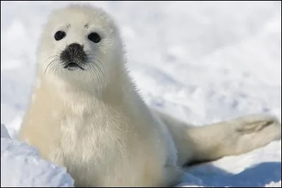 Quel est cet animal ?