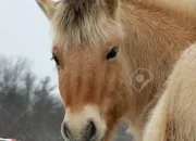 Quiz Les chevaux