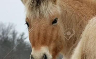 Quiz Chevaux