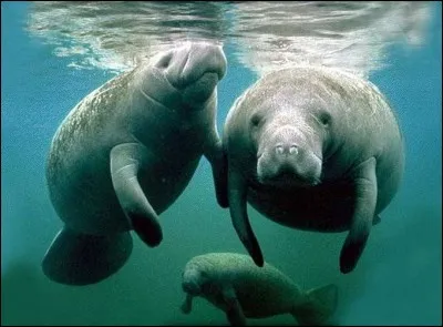 Les lamantins peuvent respirer sous l'eau.