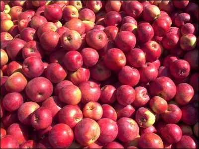 Dès que vous voyez des pommes, que vous sentez-vous obligés de faire ?