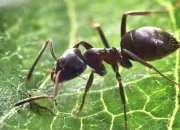 Test Quel insecte serais-tu ?