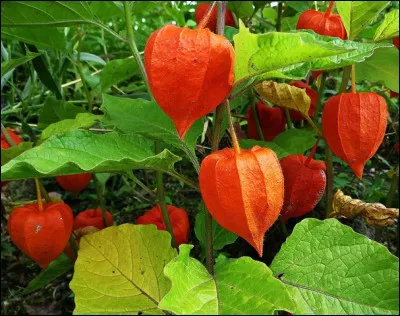 Celui-là est très étrange mais... Tu as une chance sur deux de le connaître. Quel est ce fruit ?