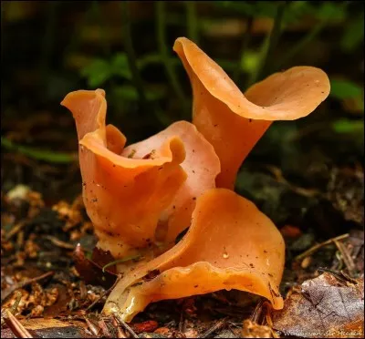 Ce champignon est-il comestible ?