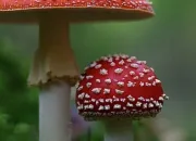 Quiz Des champignons en folie !