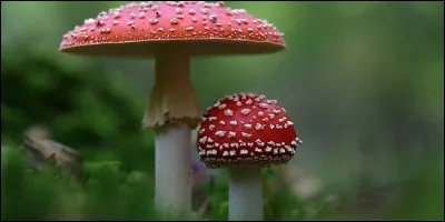 Quel champignon peut être "tue-mouche" ?