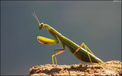 Aimes-tu les insectes ?