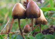 Quiz Les champignons et leurs surnoms