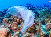 Quiz Le plastique : un danger pour les ocans ?