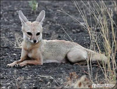 Quelle est l'espèce de ce renard ?