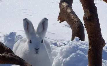 Quiz Animaux