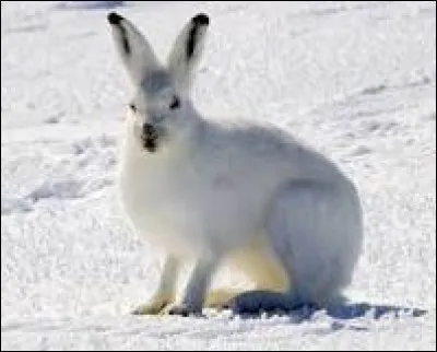 Le lièvre arctique peut atteindre...