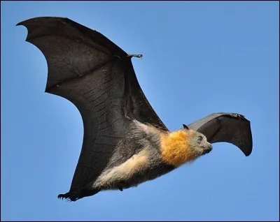 Quel est le fruit préféré du renard volant des Philippines (chauve-souris) ?