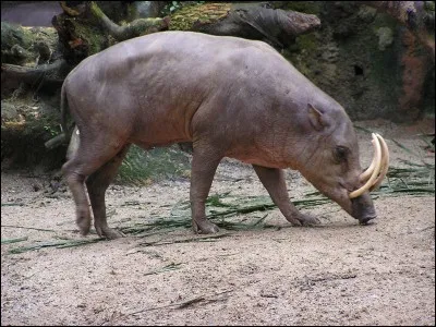 Porc sauvage des Célèbes !