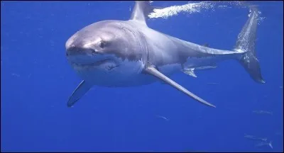 Et c'est reparti pour aider cette pauvre Mada qui perd la boule !
Elle va commencer par vous demander si le requin est un mammifère ou un poisson.