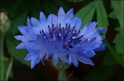 Combien de fautes y a-t-il dans cette phrase : "Mes amis ont achetés de jolies fleurs bleus clair" ?