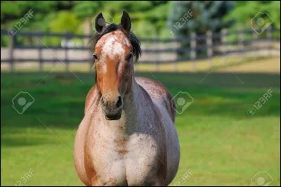 De quelle couleur est ce cheval ?