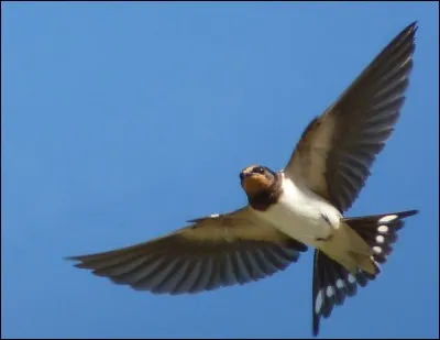 Quel est ce animal ?