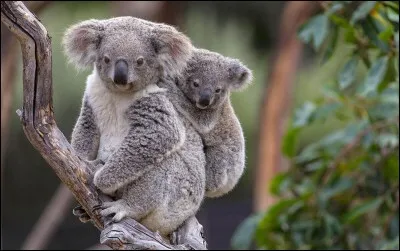 De quoi se nourrit principalement le koala ?